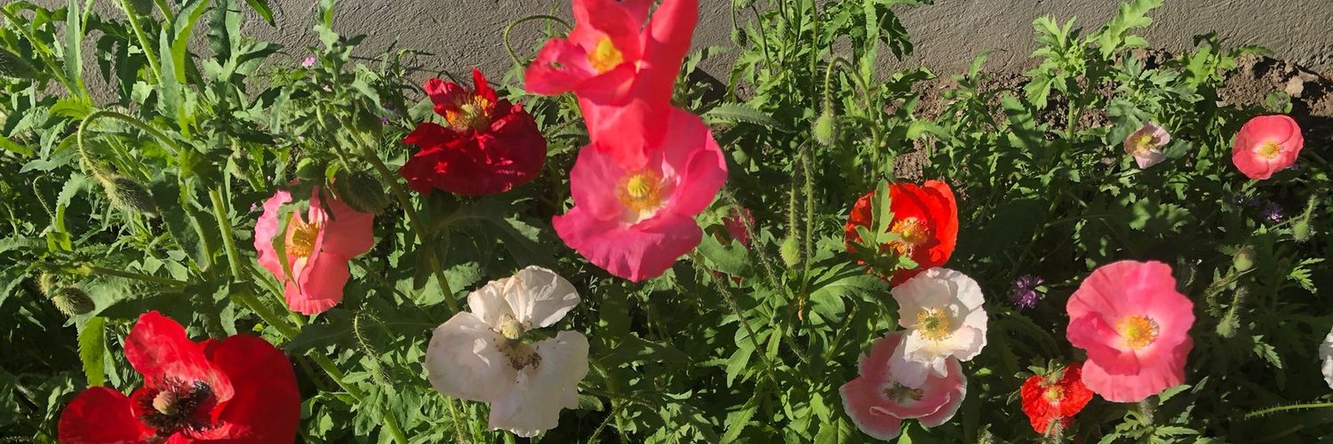 Eva Marie Pea banner