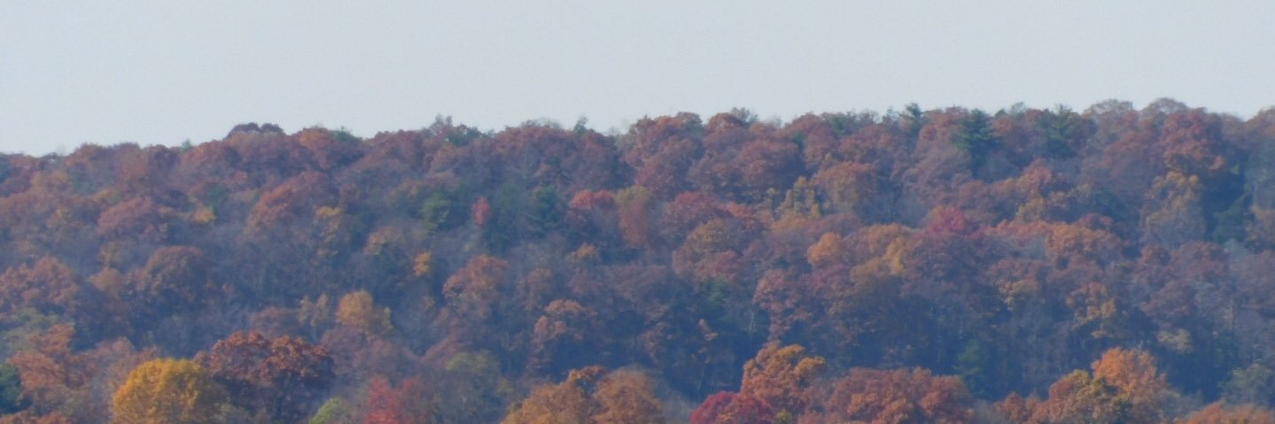 Sarah banner