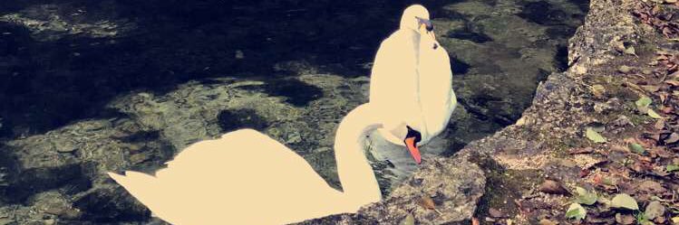 ˇ Um Hasнiм 🕊 banner