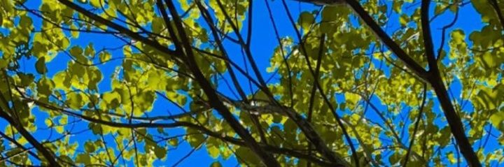 Pahleviss_'s profile banner image