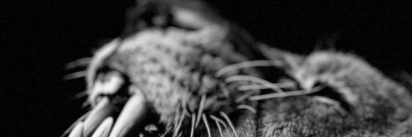 KINGALLI392's profile banner image