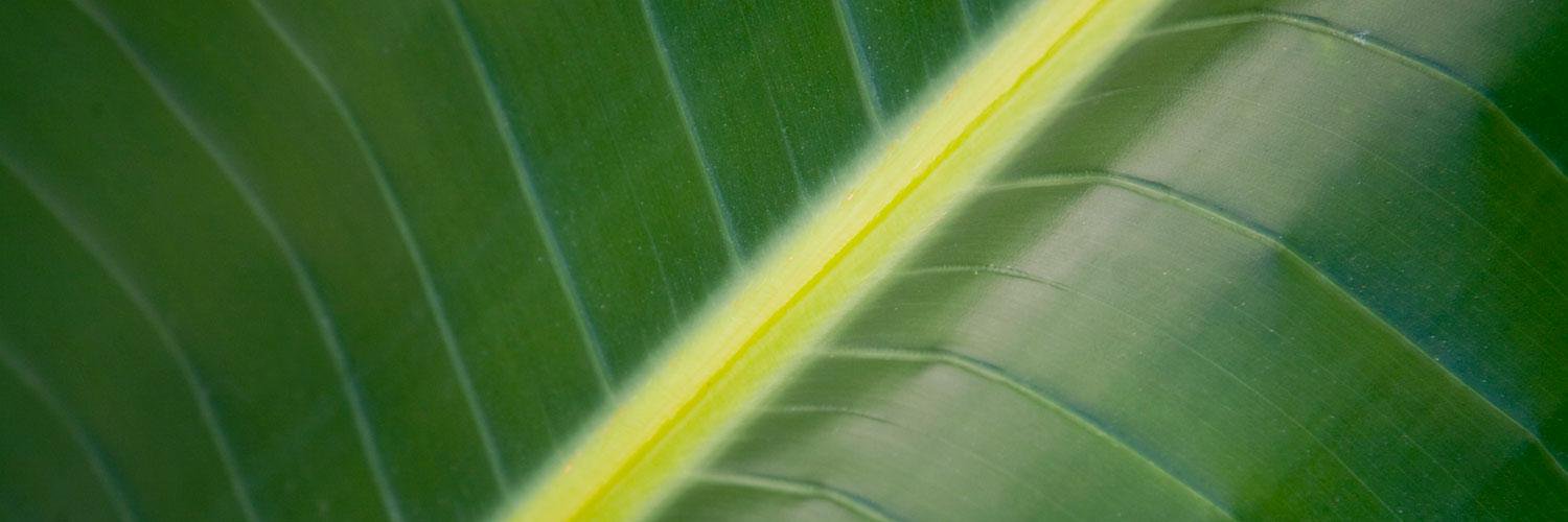 GaramondEditora's profile banner image