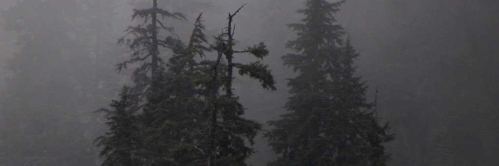 anatherplant's profile banner image