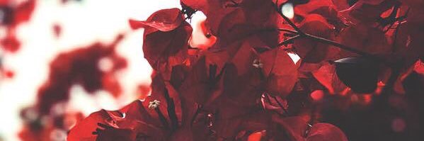 its_Vixen's profile banner image
