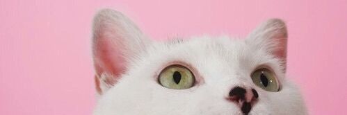 Sofi1918's profile banner image