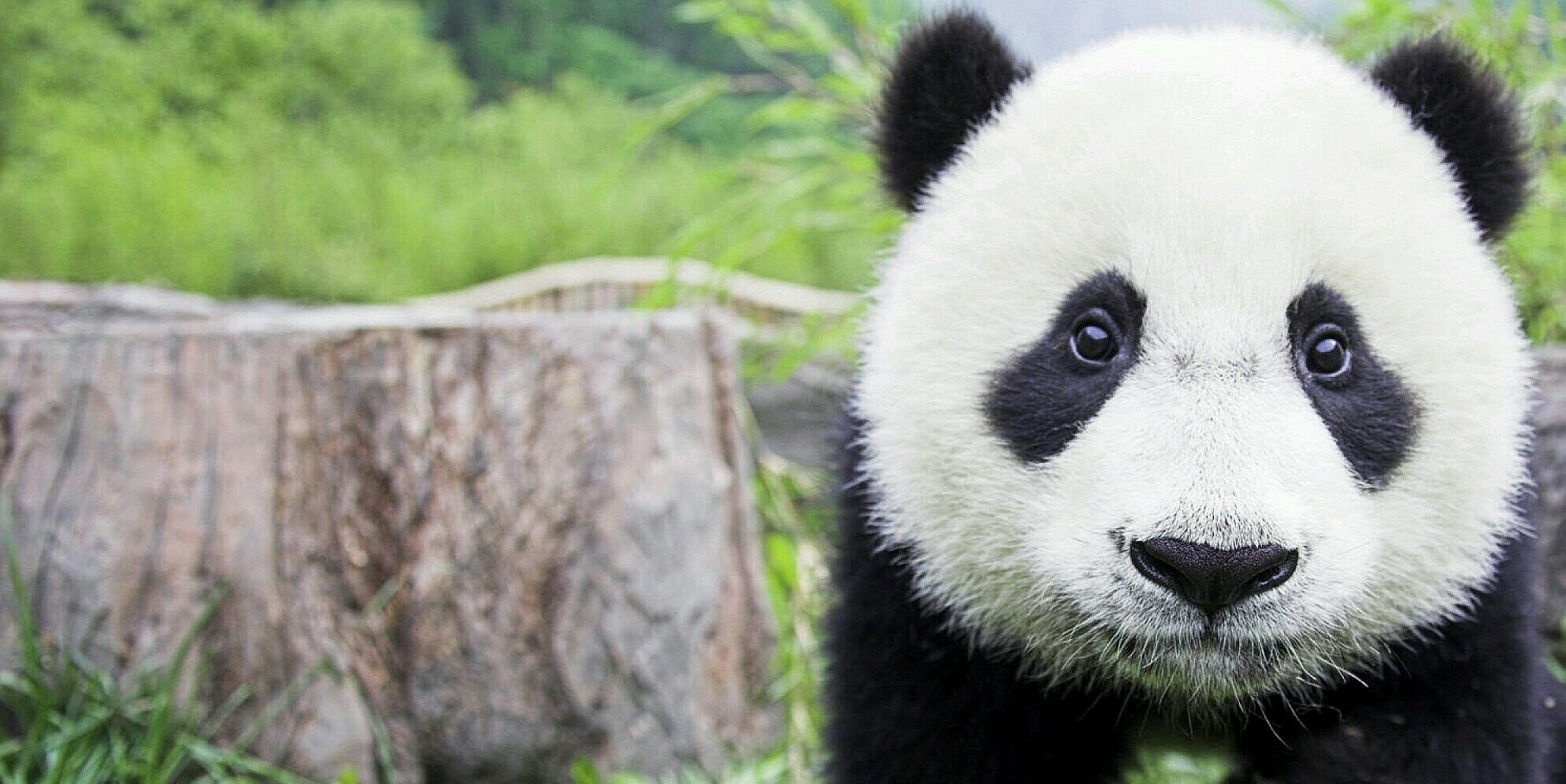 fidipanda's profile banner image
