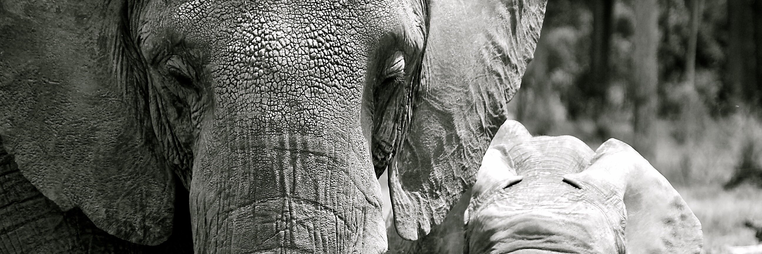PippaStevens1's profile banner image