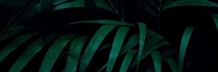 sofiapicone26's profile banner image