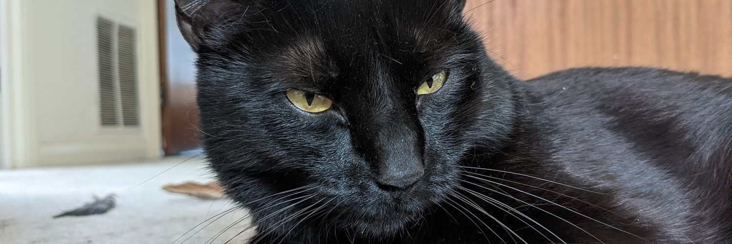 DaveDogFacedBoy's profile banner image