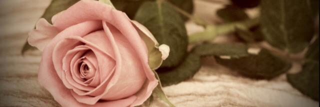 tracesg's profile banner image