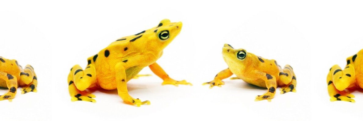 SarahGoldenFrog's profile banner image