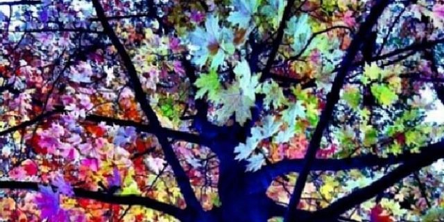 LorenaMariaBC's profile banner image