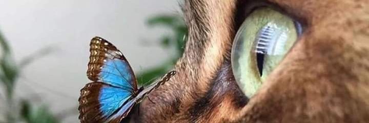Portugalmadison's profile banner image