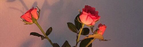 SerenaTapio's profile banner image