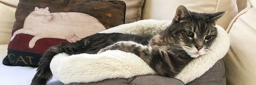HandsomeTravis's profile banner image