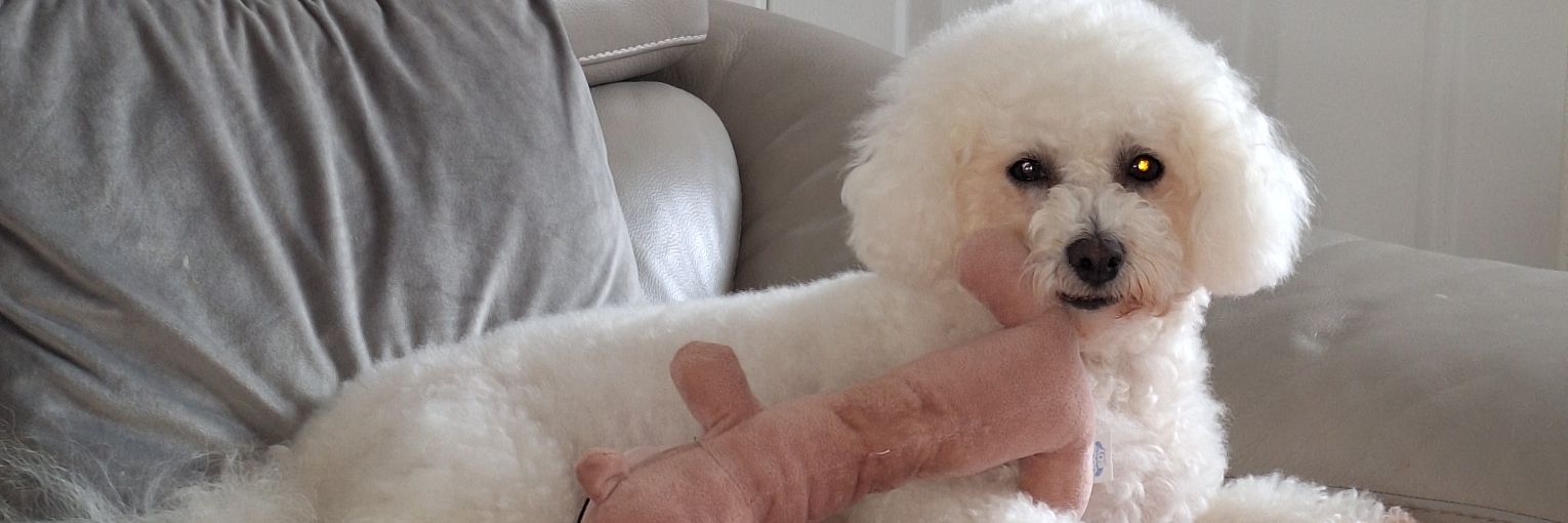 Lady of the house. banner