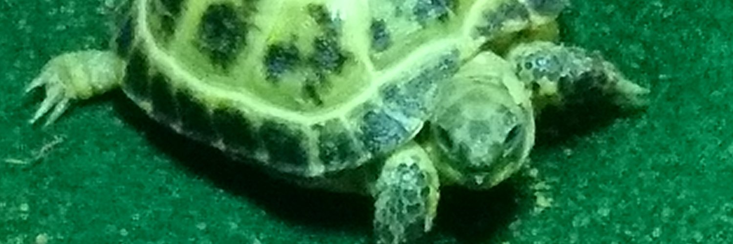 martianbat's profile banner image