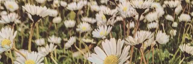 teal_preece's profile banner image