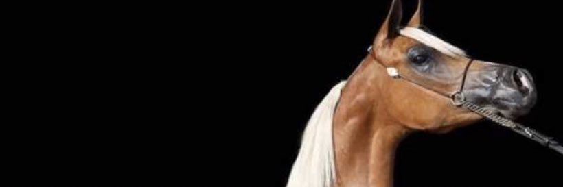 khu_19's profile banner image