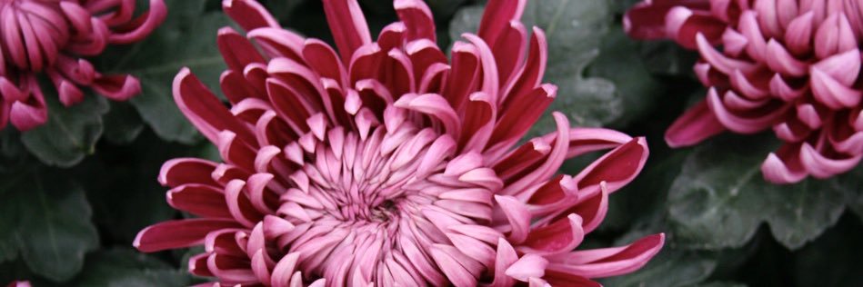 KristinaALNS's profile banner image