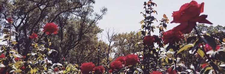 cindyrowand's profile banner image