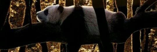 AgustinTossi's profile banner image