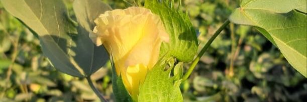 gouda485's profile banner image