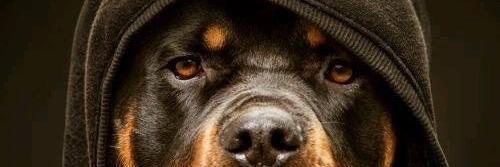 panosle's profile banner image