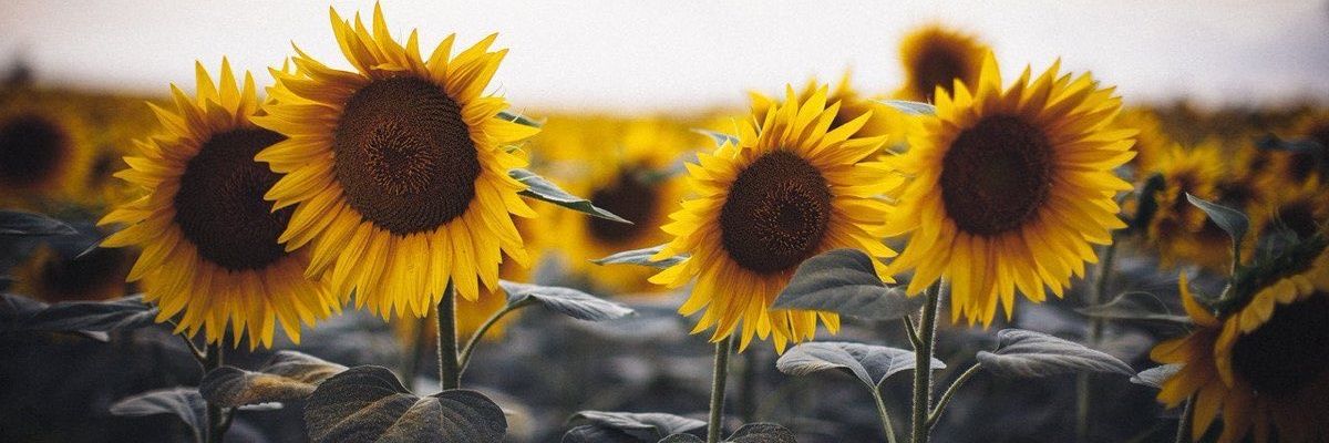 Leigh_Rahto's profile banner image