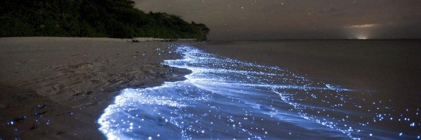 drew...🇻🇨🌴☀️ banner