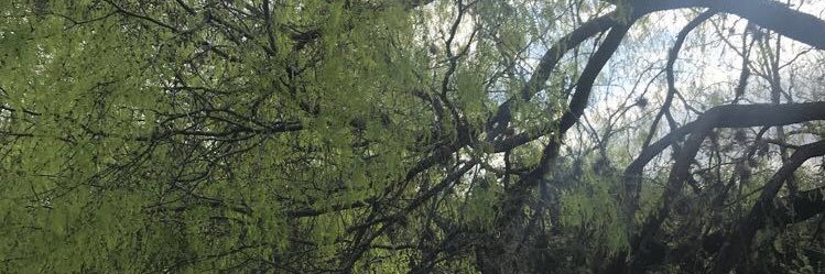 RissaOdlum's profile banner image