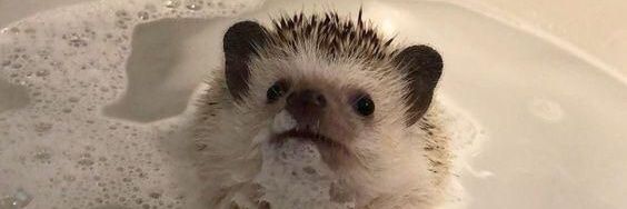 black_racoon8's profile banner image