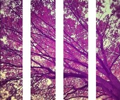 Caela Barker banner