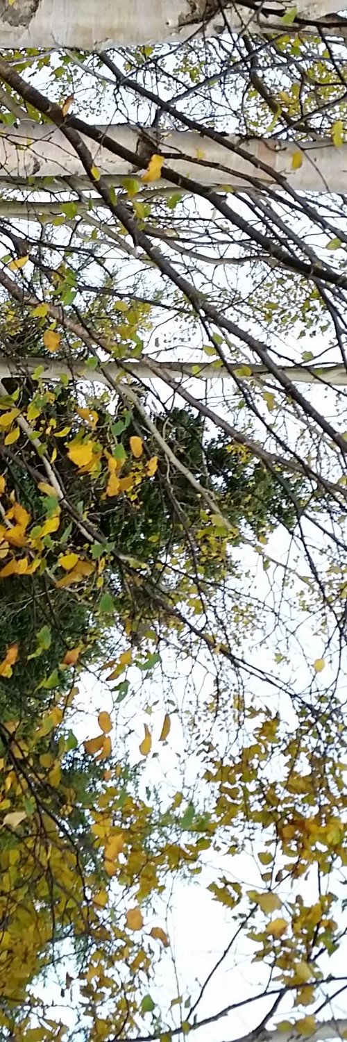 Laura Crawley (she/her) 🏳️‍🌈 banner