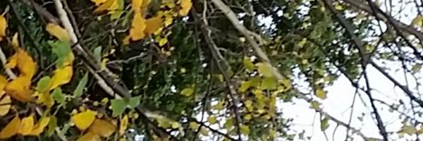 lmcrawley Profile Banner