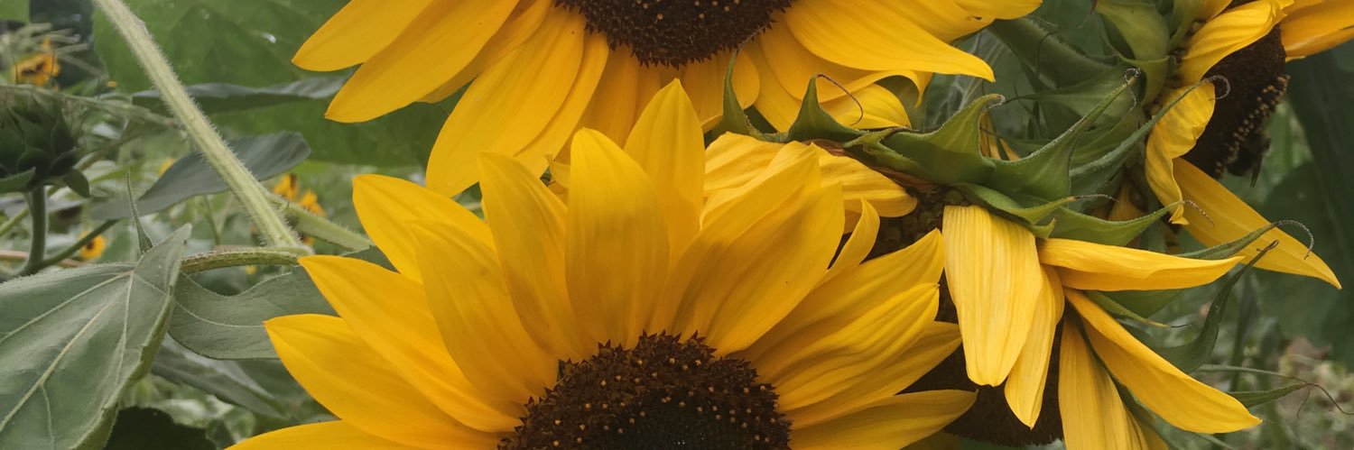 bririce3232's profile banner image