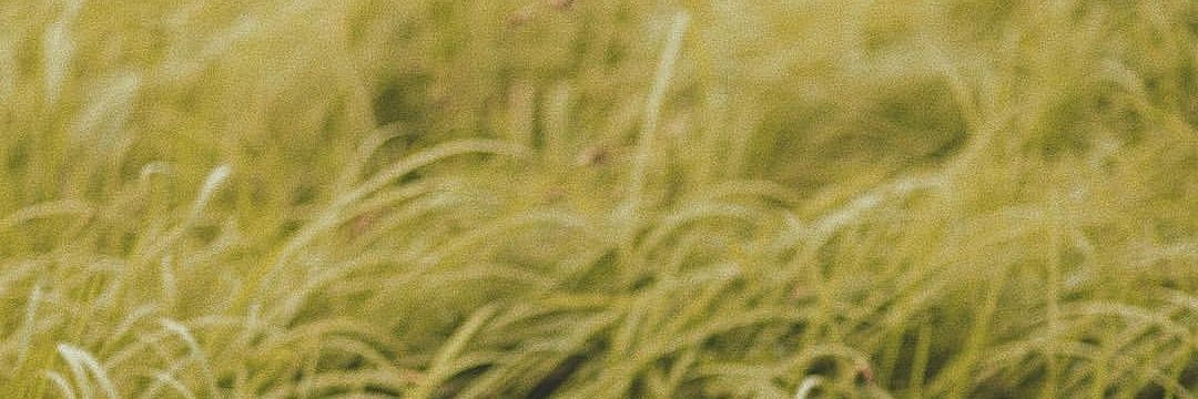 adolfshit's profile banner image