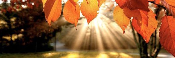 shineonangel Profile Banner