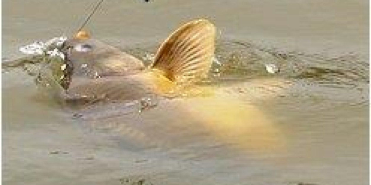 FishingFrance's profile banner image