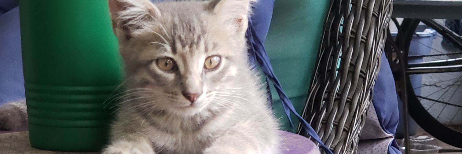 Kim_Sirius's profile banner image