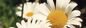 GinaGaz's profile banner image