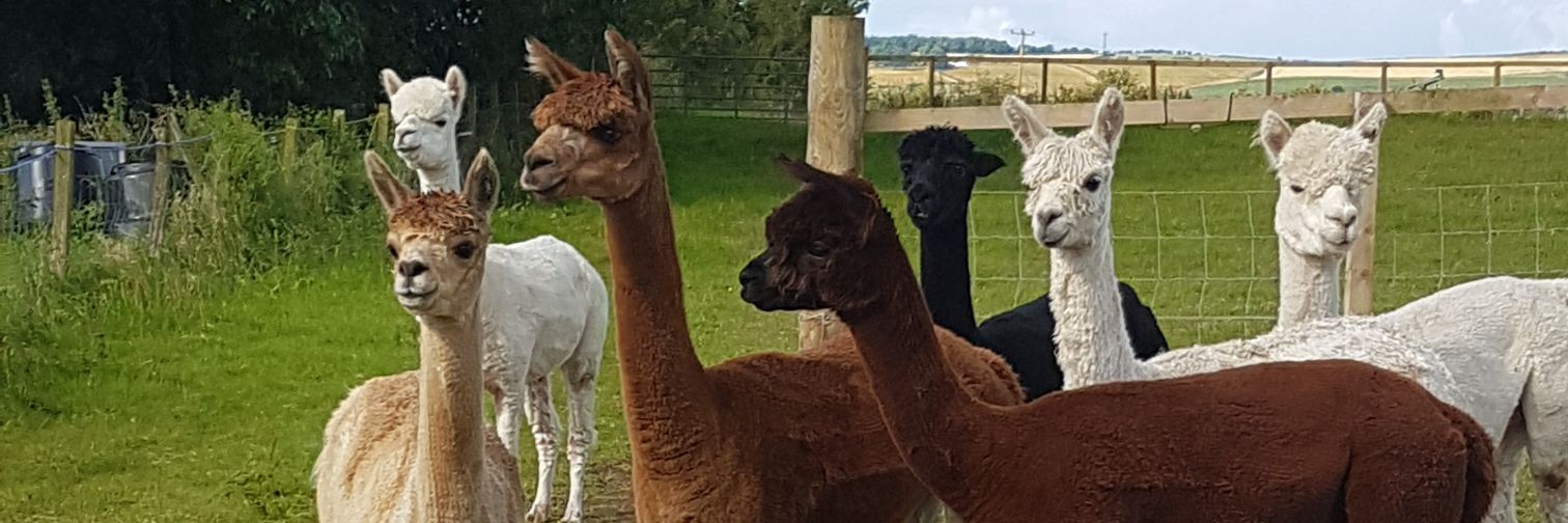 millburnalpacas's profile banner image