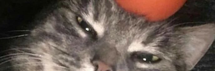 Devyn Bex banner