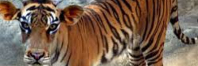 TheRepMoTiger's profile banner image