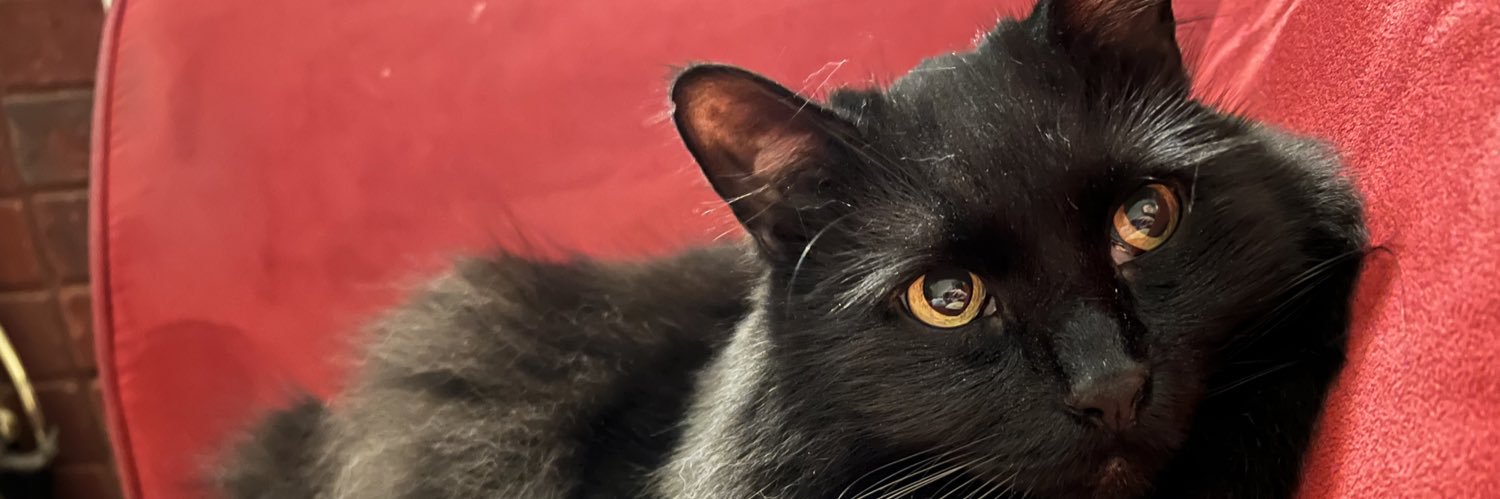 MeganDaley16's profile banner image