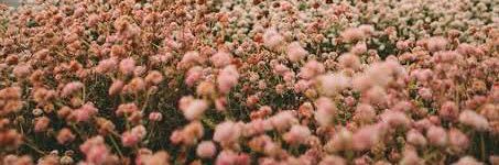 _sheilaabp's profile banner image