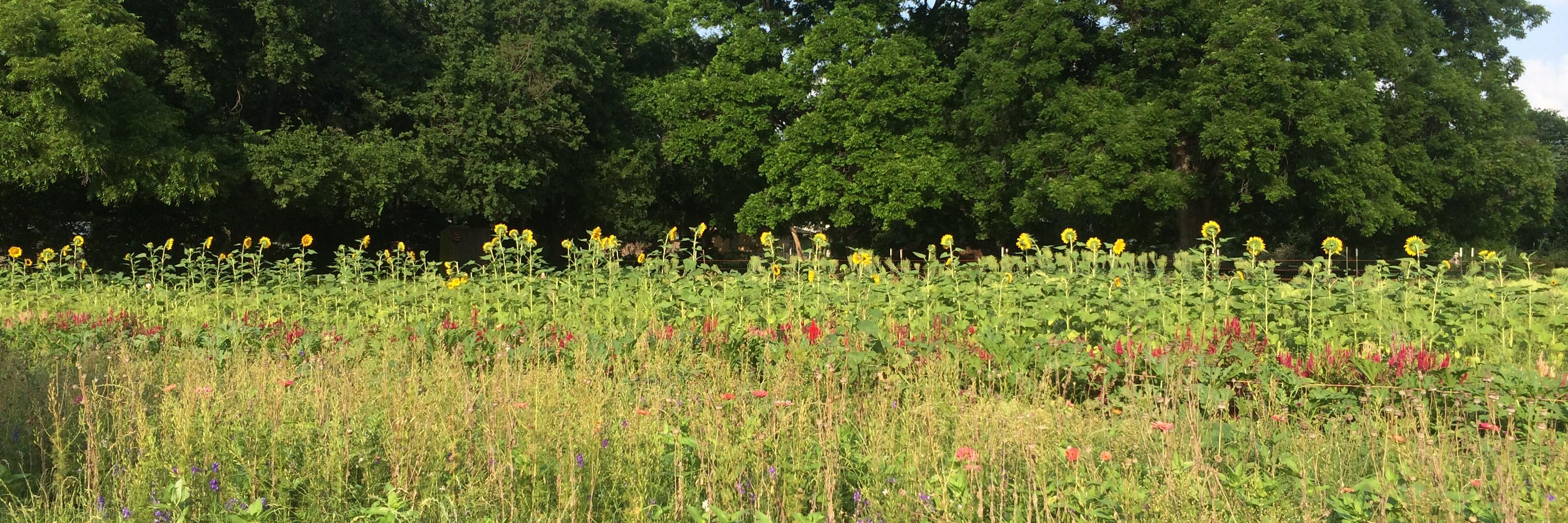 Hannah Friedman banner