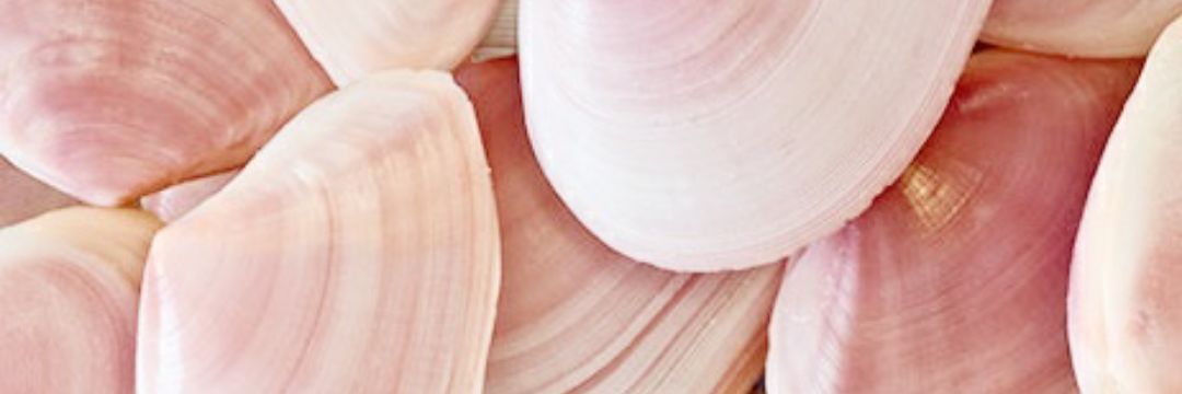 ronlotta's profile banner image