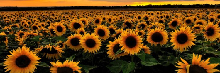 dill_pickel4's profile banner image