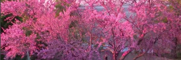 neiregon's profile banner image